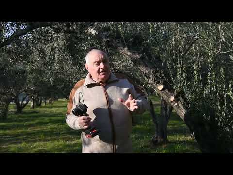Osnove rezidbe maslina - Uvod u maslinarstvo