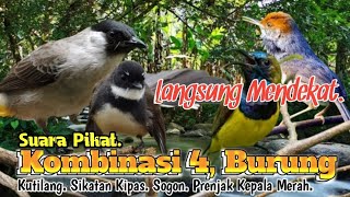 Download lagu Suara Pikat Kombinasi Pilihan. Kutilang. Sikatan Kipas. Sogon. Prenjak. 💯% AMPUH.. mp3