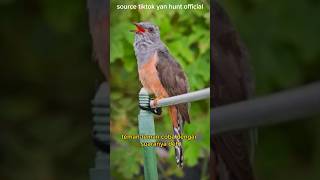 Download lagu HOROR‼️BURUNG KEMATIAN SUARANYA BIKIN MERINDING😭 #shorts mp3