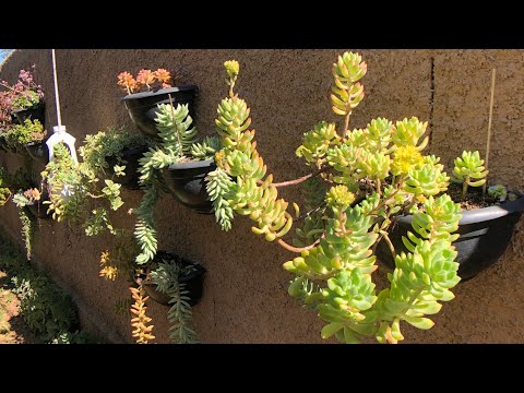 TOP 10 SUCULENTAS de FÁCIL cultivo