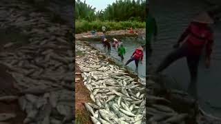 Download lagu PANEN RAYA IKAN BANDENG mp3