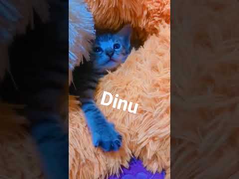 cute little kitten ❤️😊