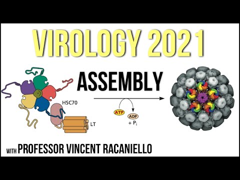 Virology Lectures 2021 #10 - Assembly