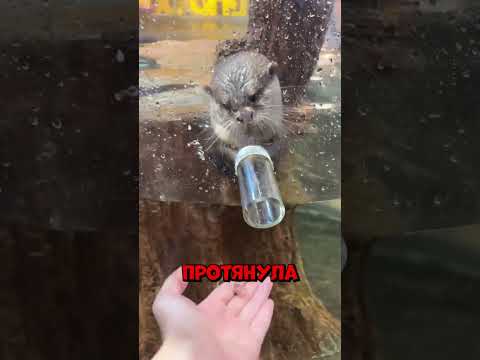Выдра увидела рыбу и вдруг начала капризничать #shorts