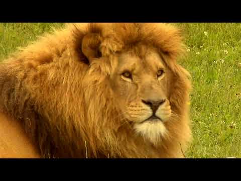 King of the Pride at YWP