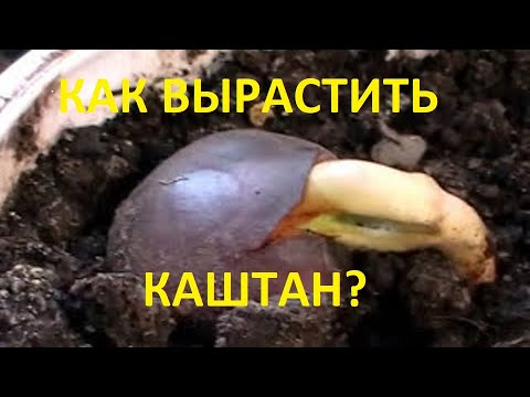 Как самому вырастить каштан (1 часть -первый способ)