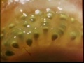 Classic Sesame Street Close Up Of A Tomato