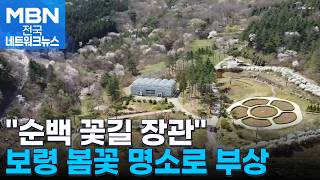 순백의 꽃길 장관…보령 봄꽃 명소로 부상 [전국네트워크]