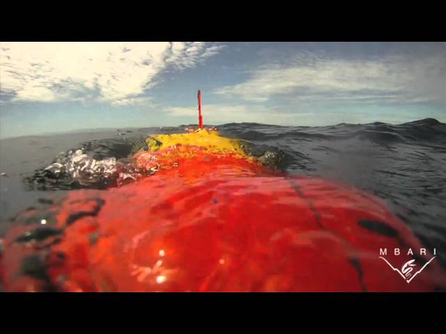Over the past decade, the undersea robots known as autonomous underwater vehicles (AUVs) have become increasingly important in oceanographic research. MBARI engineers recently demonstrated a new super-efficient AUV that can travel rapidly for hundreds of kilometers, "hover" in the water for weeks at a time, and carry a wide variety of instruments. <em>Tethys</em>: A new breed of undersea robot