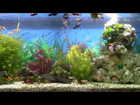 10 Stunden Aquarium zum Relaxen und Entspannen (ohne Ton)