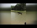 Trend Watch Dog Get Blindsided And Fly Through The Air After Crashing Into Water Slide, Video The Cat Flying through Air paling populer!