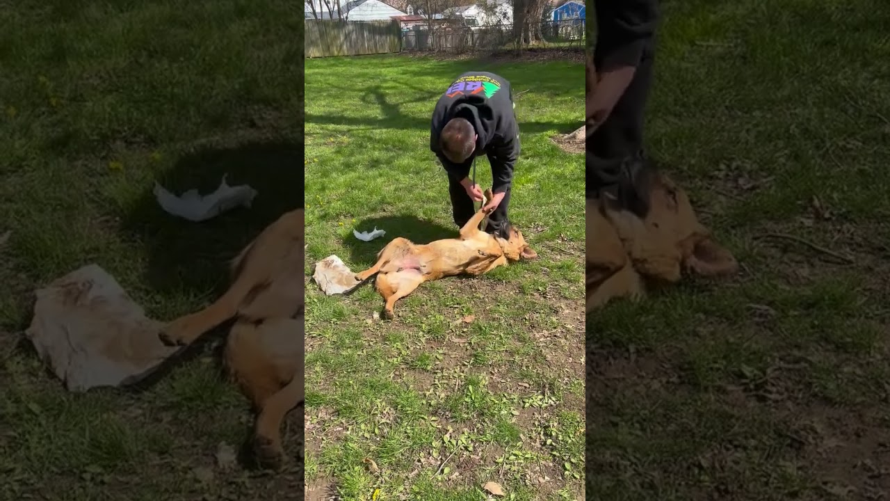Enlarge Koda, a Adoptable mixed breed in CHURCHVILLE, NY video 3/5