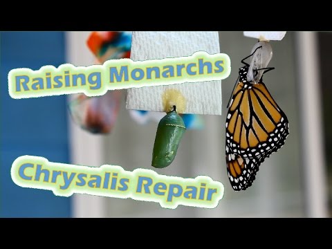 Raising Monarchs - Chrysalis Repair (Help The Monarch Butterfly)