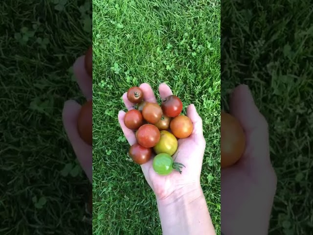 Стандарт поставки видео №1 Томат F1 Киш-Миш шоколадный 