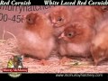 Video: White Laced Red Cornish