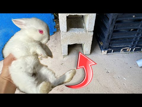 YouTube video about: Where can I take a rabbit I found?