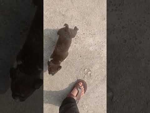 Simarpreet pet kennel