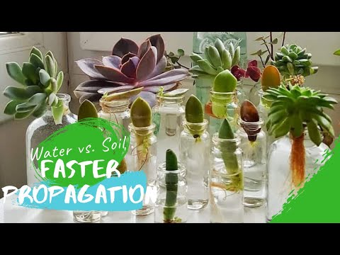 image-Are there fat plants?
