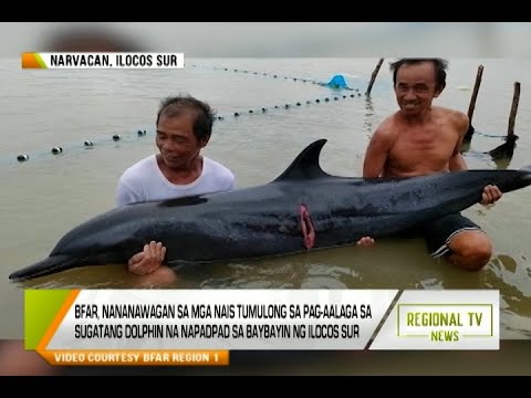 Regional TV News: Dolphin