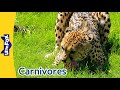 Meat-Eating Animals | Great White, Nile Crocodil, Cheetah and More l | Little Fox