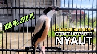 Download lagu burung cendet gacor MATERI AMPUH buat PANCINGAN CENDET AGAR BUNYI bikin BURUNG PENTET GACOR AKTIF mp3 Download lagu burung cendet gacor MATERI AMPUH buat PANCINGAN CENDET AGAR BUNYI bikin BURUNG PENTET GACOR AKTIF mp3