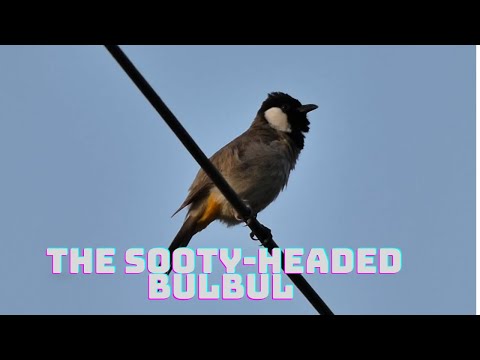 Bulbul tmavohlavý (Pycnonotus aurigaster) — starostlivosť, voliéra a kŕmenie