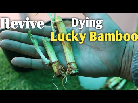 How to Save or Revive a Dying Lucky Bamboo Plant