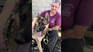 Video preview image #1 German Shepherd Dog Puppy For Sale in Pasadena, CA, USA