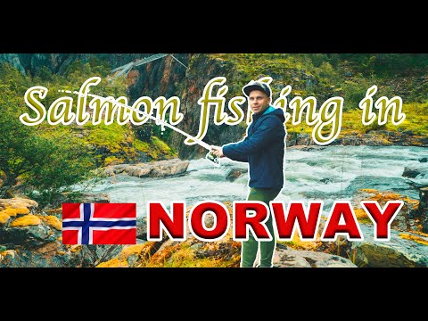 SALMON fishing in NORWAY