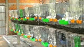 preview picture of video 'Kỹ thuật tiên tiến nuôi bồ câu Pháp cho năng suất cao,trọng lượng lớn. SĐT: 0978 675 023'