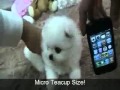 Teacup White Pomeranian For Sale Ms Puppy ...