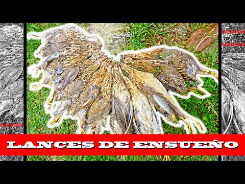 Caza de Codornices de Montaña✨¡Sólo los mejores Perros de Caza 🐕 juegan en esta división🔞!