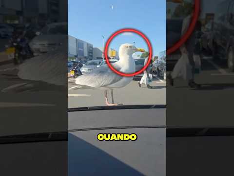 Esta gaviota tenía un plan desde el principio 👀