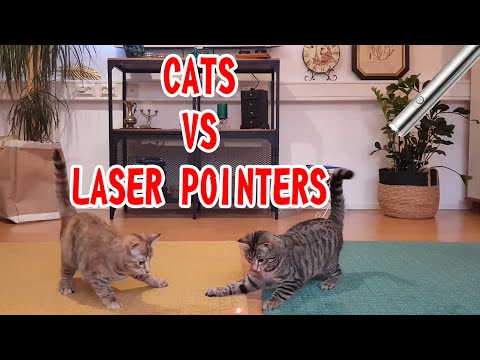 Laser pointers and cats are always fun :)