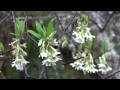 John Denver Late Winter Early Spring Music Video