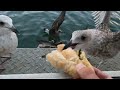 Feeding Seagulls
