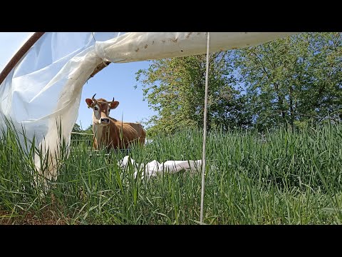 Május a walipiniben - tehén vs. walipini