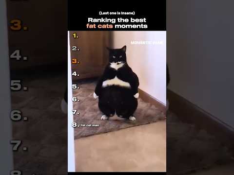 Ranking the best fat cats moments