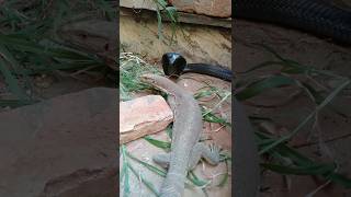 snake vs moniter lizard in the yard behind the house । #snake  #shorts #birds