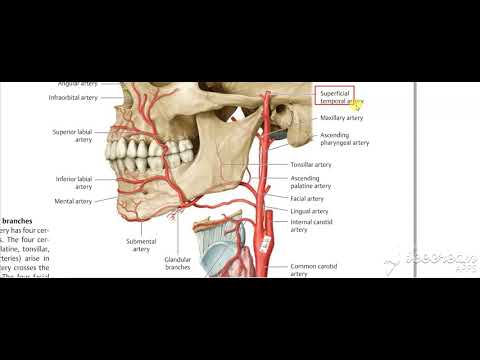 Neck Vessels revision 4