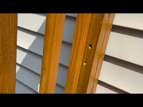 Evicting Carpenter Bees from Their Galleries in Hillsborough, NJ