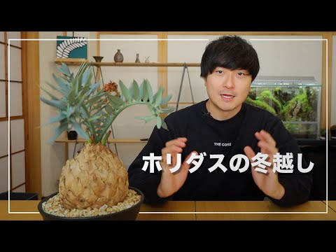 園芸 巨大なクワンゴソテツ、ローレンスエンセファラルトス