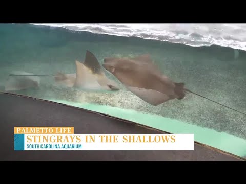 VIDEO: SC Aquarium allows you to touch Stingrays in the Shallows