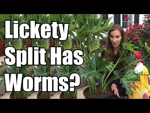 Lickety Split Philodendron | Repotting Session| Plant Rehab! | Worm Infestation Eating Plant Roots!