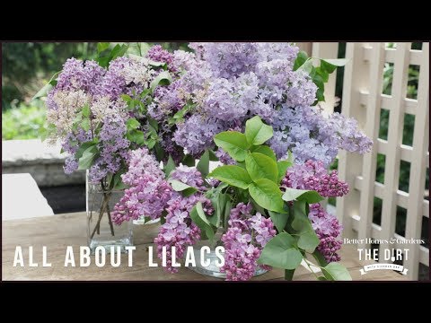 image-Do lilacs bloom the first year?