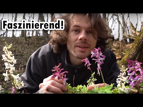 Hollow larkspur - the painkiller of the future?