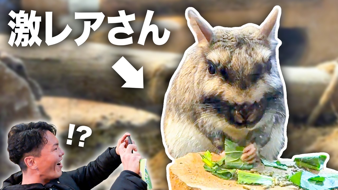 【日本でここだけ】激レア動物「ビスカチャ」の貴重な鳴き声に、飼育員が大興奮！？【埼玉県こども自然動物公園】