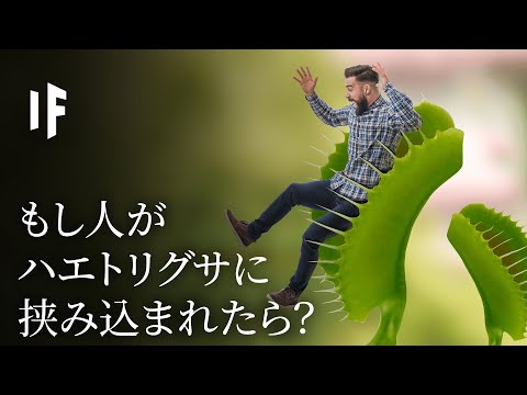 ハエトリグサ 植物