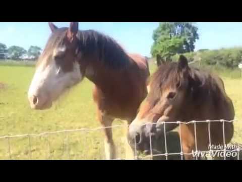 download lagu mp3 mp4 Petting Zoo Northumberland, download lagu Petting Zoo Northumberland gratis, unduh video klip Petting Zoo Northumberland