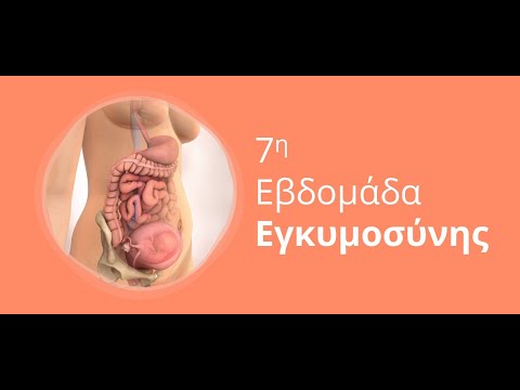 Η εγκυμοσύνη ανά εβδομάδα: 7η Εβδομάδα Εγκυμοσύνης
